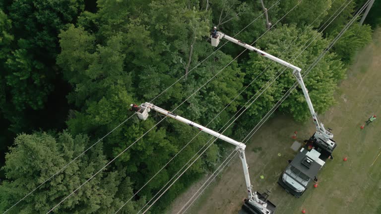 Reliable Fort Drum, NY Tree Removal Solutions